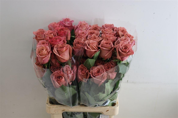 <h4>R Gr Barista</h4>