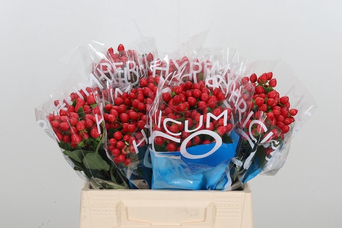 <h4>Hyp Coco Diablo</h4>