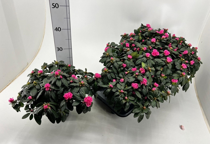 <h4>RHODO SI OV</h4>