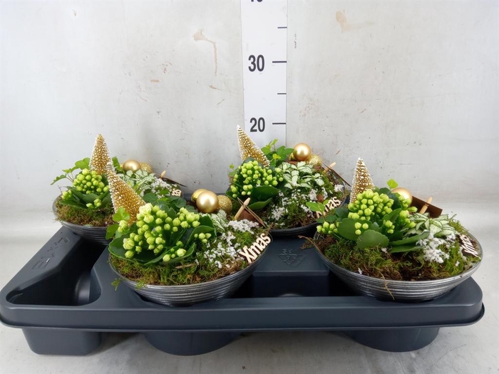 <h4>Arr. Kerst L%</h4>