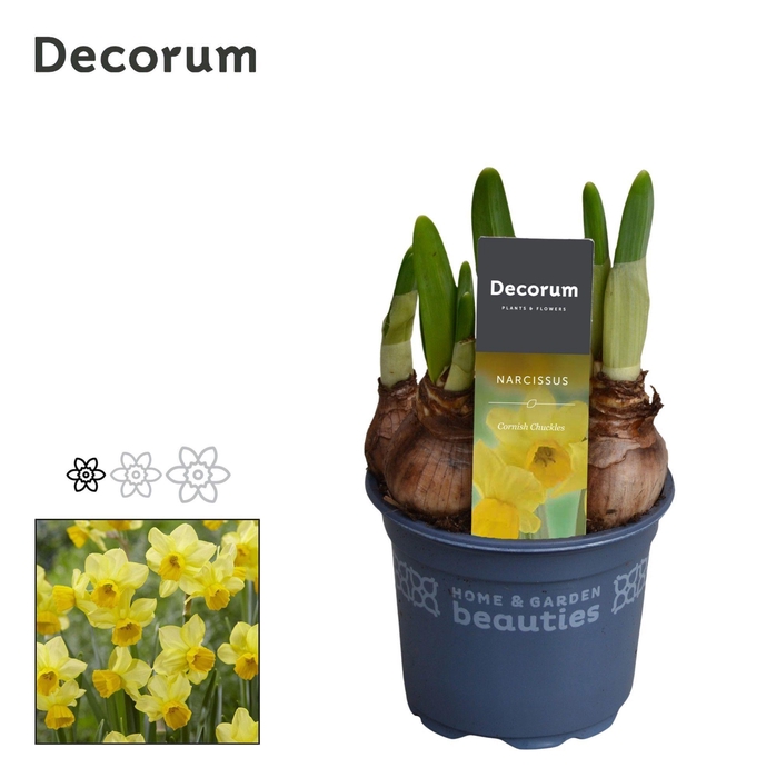 Narcis Cornish Chuckles