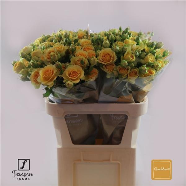 <h4>Rosa TR 'Bandolero' FRANSEN</h4>