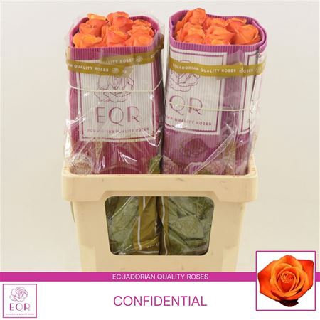 <h4>Rosa grootbloemig Confidens</h4>