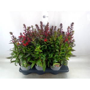 Lobelia speciosa 'Fan Scarlet'