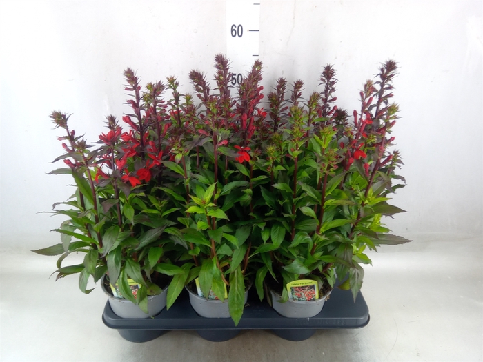 <h4>Lobelia speciosa 'Fan Scarlet'</h4>