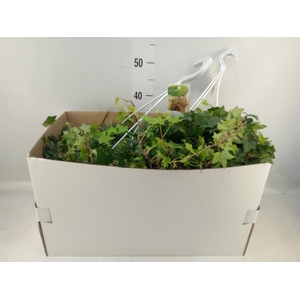 Hedera helix 'Pittsburgh'