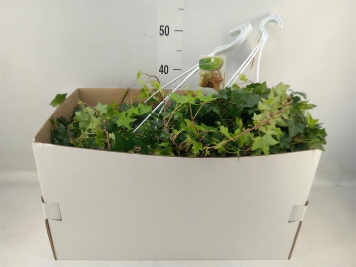 <h4>Hedera helix 'Pittsburgh'</h4>