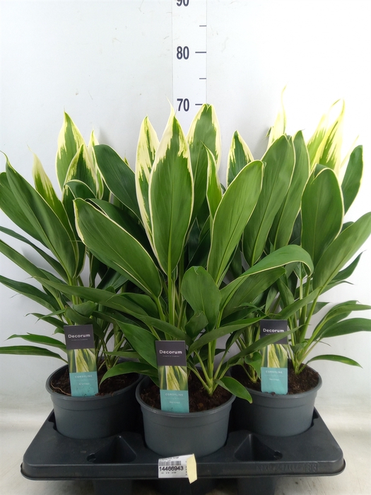 <h4>Cordyline fruti. 'Conga'</h4>