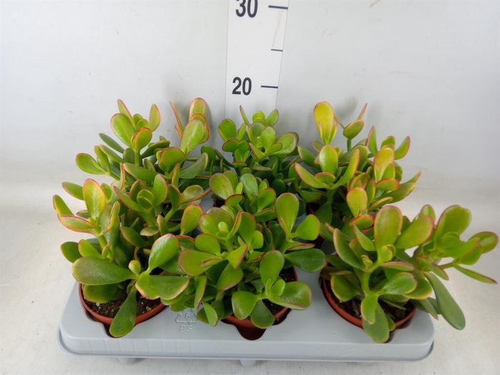 <h4>Crassula ovata 'Sunset'</h4>