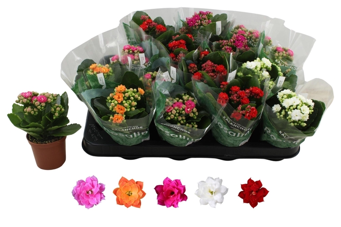 <h4>KAL GE RO GEM 5 KL</h4>