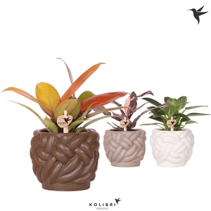 Kolibri Greens Philodendron mix in Rope pot mix