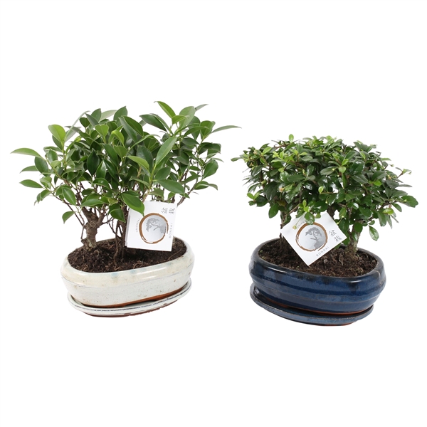<h4>Bonsai Mixed Forest in ø21cm Ceramic with Saucer</h4>