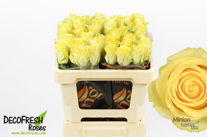 <h4>R Gr Minion</h4>