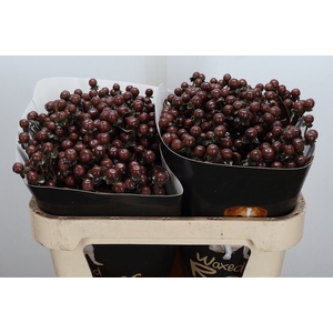 Hypericum Wx Choco