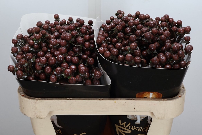 <h4>Hypericum Wx Choco</h4>