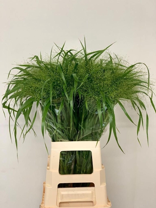 <h4>PANICUM VIRGATUM 'FOUNTAIN'</h4>