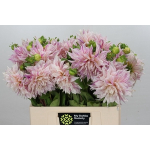 Dahlia Café Au Lait Twist