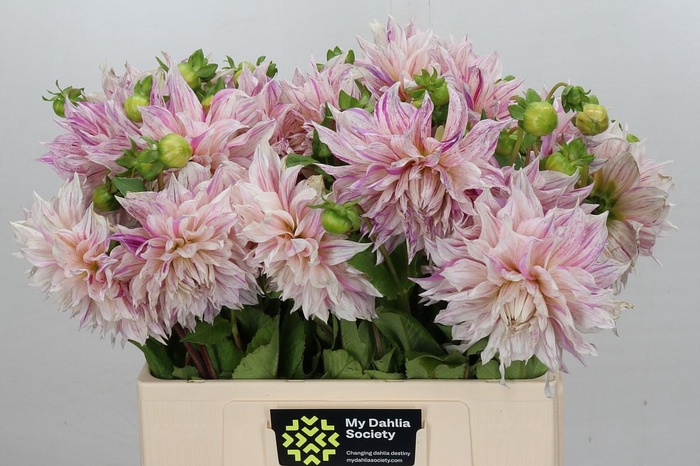 <h4>Dahlia Café Au Lait Twist</h4>