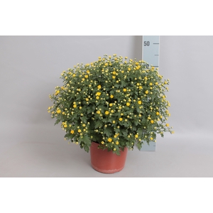 Bolchrysant jasoda Yellow