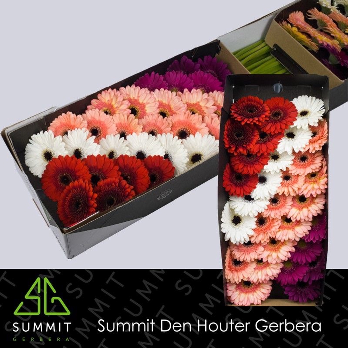 <h4>Germini Mix Winter Doos</h4>