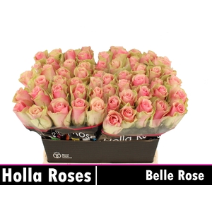 R GR BELLE ROSE