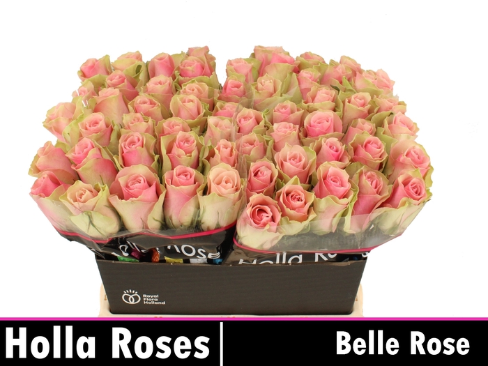 <h4>R GR BELLE ROSE</h4>