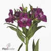 Alstroemeria morado