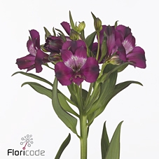 <h4>Alstroemeria morado</h4>