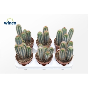 Pilosocereus Gounellei