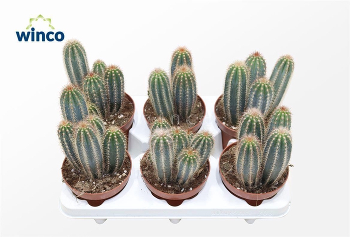 Pilosocereus Gounellei