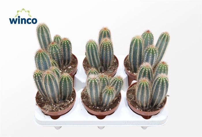 <h4>Pilosocereus Gounellei</h4>