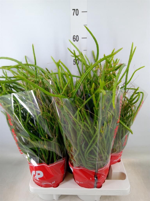 <h4>Rhipsalis   ...</h4>