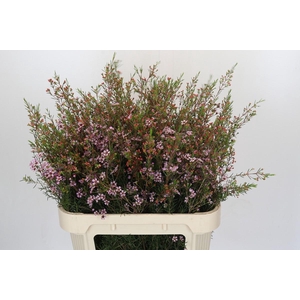 Chamelaucium Early Nir