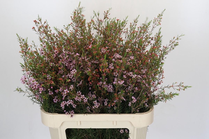 Chamelaucium Early Nir