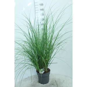 Cortaderia sell. 'Pumila'