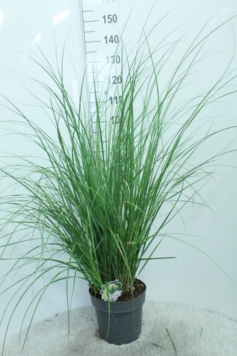 <h4>Cortaderia sell. 'Pumila'</h4>