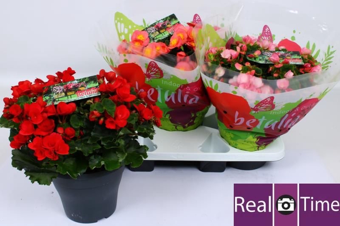 <h4>BEG EN BETULIA GEM</h4>