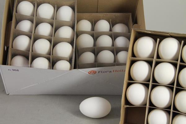 Egg Goose Natural Box(12pcs)