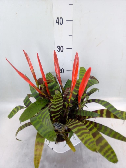 <h4>Vriesea  'Era'</h4>