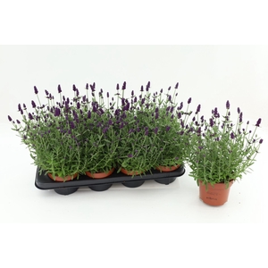Lavandula angustifolia Hidcote