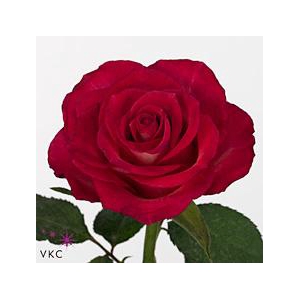 Rosa large nicoletta