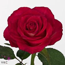 <h4>Rosa large nicoletta</h4>