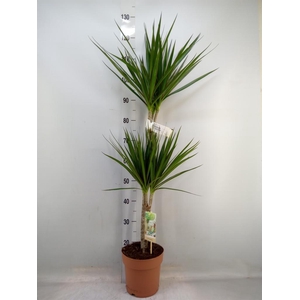 Dracaena marg.