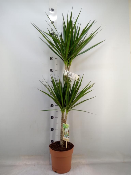 <h4>Dracaena marg.</h4>