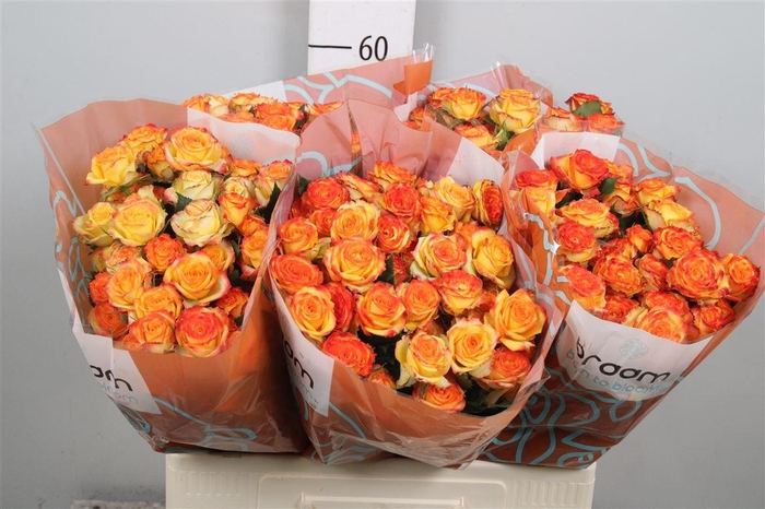 <h4>R Tr Eyeliner</h4>