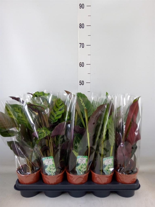 <h4>Calathea ...mix 5</h4>