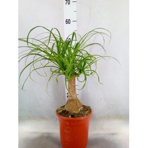 Beaucarnea recurvata