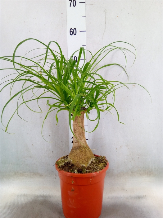 <h4>Beaucarnea recurvata</h4>