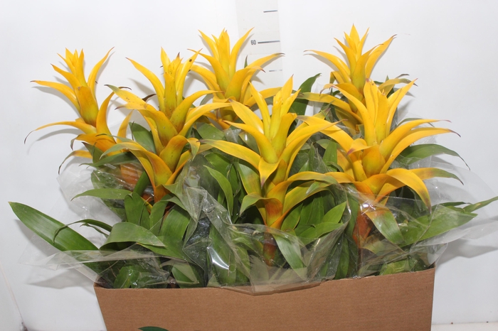 <h4>GUZMANIA AMARELA P14</h4>