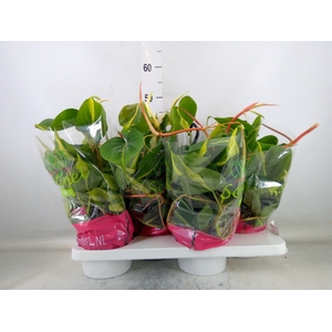 Philodendron scand. 'Brasil'